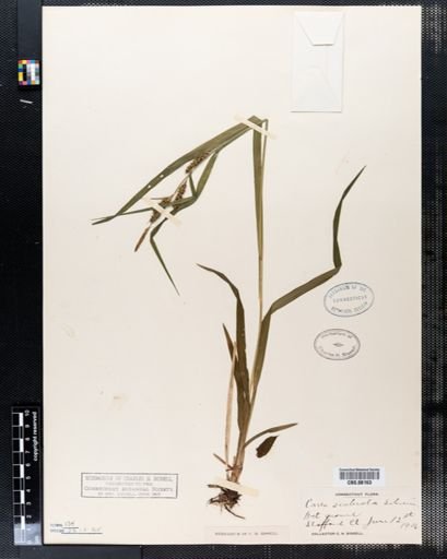 Carex scabrata