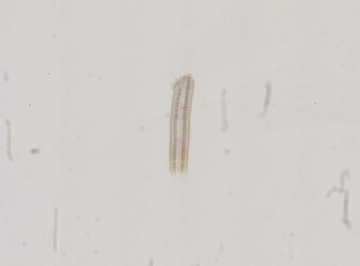 Amnicola limosus