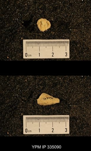Lophophyllum profundum