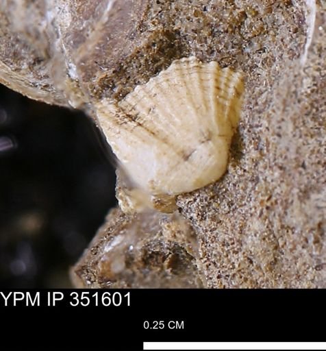 Parallelodon?