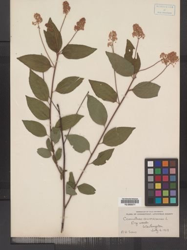 Plantae