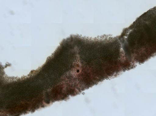 Placospongia sp.
