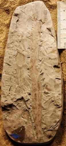 Thinnfeldia lesquereuxiana