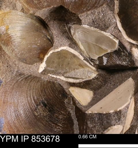 Limopsis striatopunctatus
