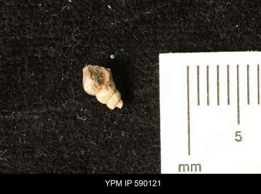 Pachymelania?