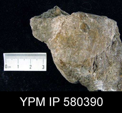 Strophodonta sp.