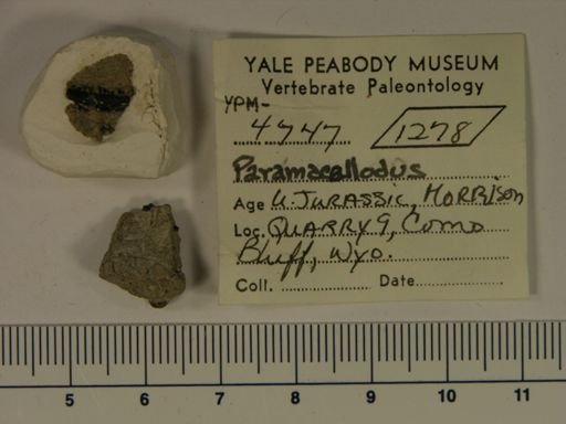 Paramacellodus sp.