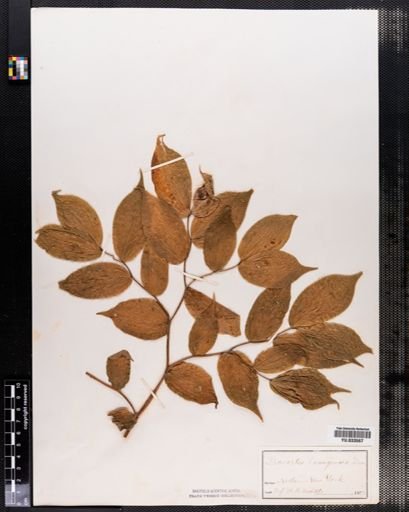 Disporum lanuginosum