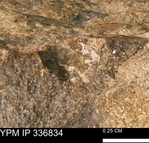 undet. Mollusca