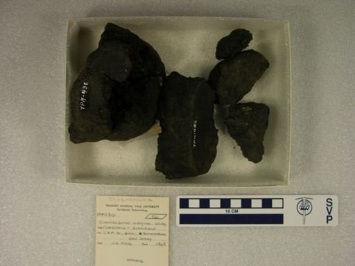 Cimoliasaurus magnus