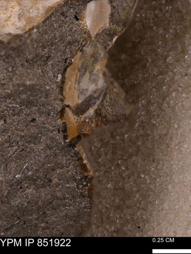 Bivalvia