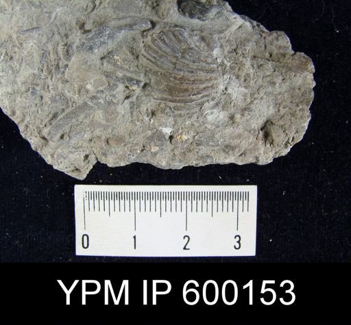 undet. Rhynchonelloidea