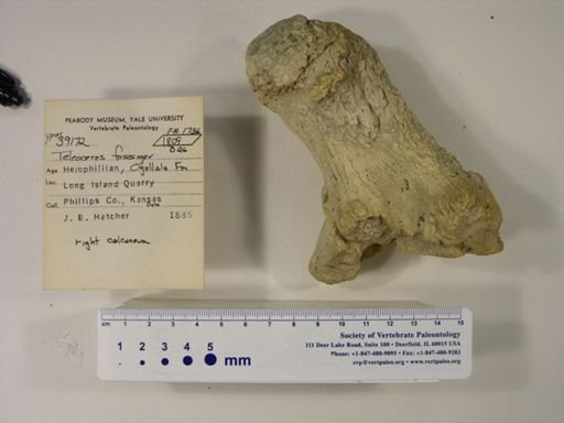 Teleoceras fossiger