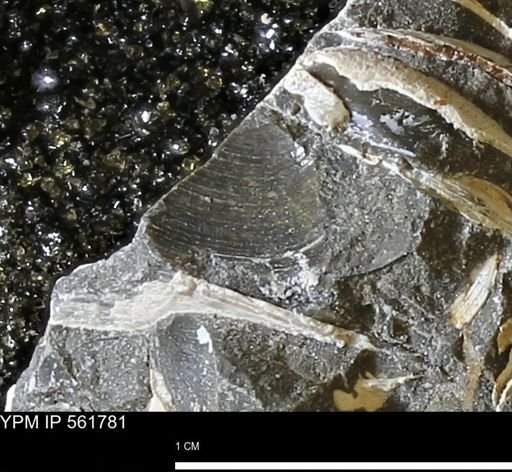 Limopsis sp.