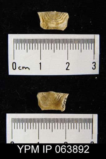 Leptaena delicata