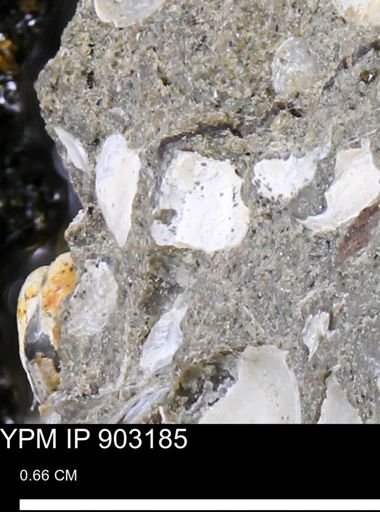 undet. Bivalvia