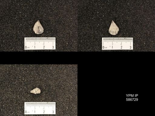 Rhynchotreta americana