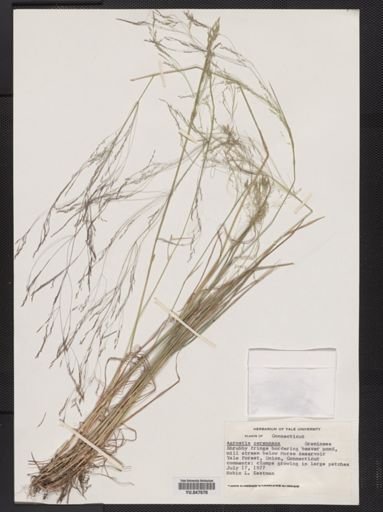 Agrostis perennans
