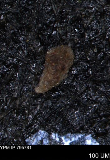 Verneuilina canadensis
