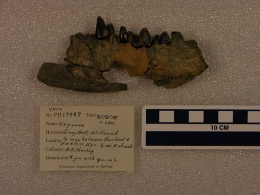 Oxyaena sp.