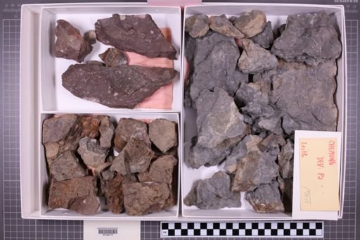 mixed taxa, stratigraphic collection