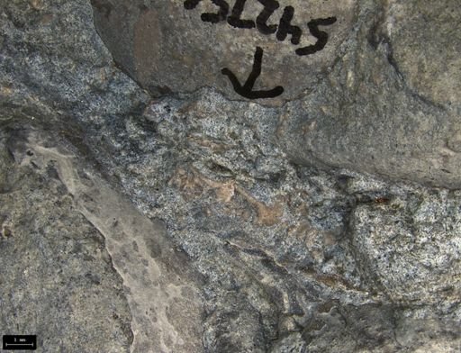 Aplocoma damesii