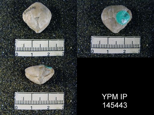 Spirigerella derbyi