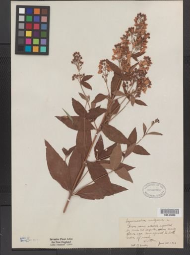 Plantae