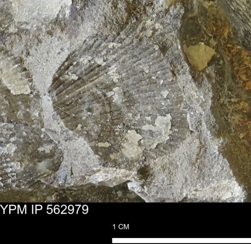 Oxytoma (Hypoxytoma) sp.