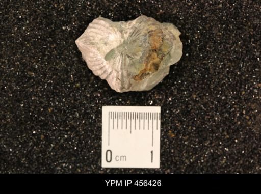 Platystrophia biforata