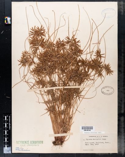 Cyperus nuttallii
