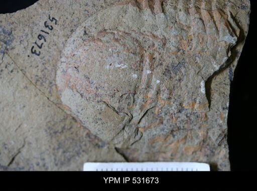undet. Trilobita