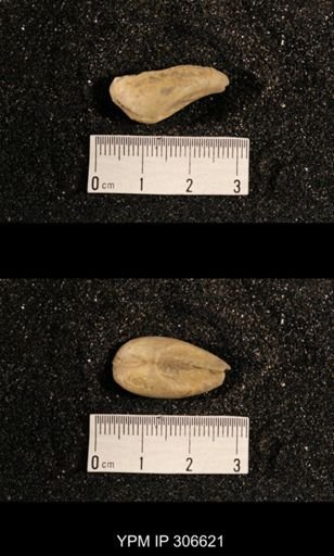 Phestia bellistriata