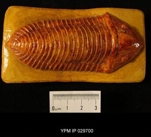 Homalonotus delphinocephalus