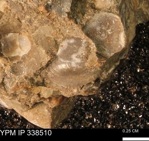 Protocardia subquadrata