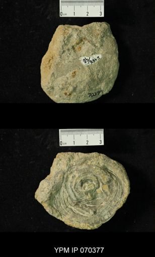 Heliolites nucella
