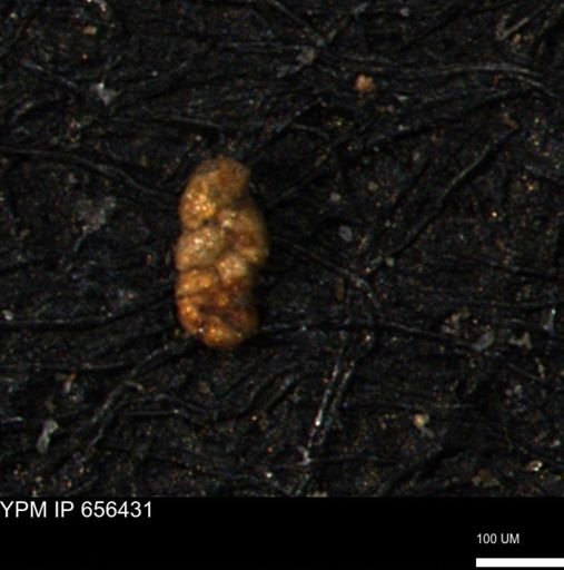Ammobaculoides phaulus