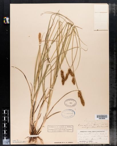Carex annectens