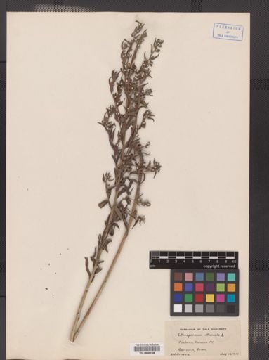 Lithospermum officinale