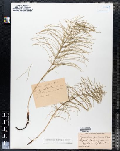 Equisetum pratense