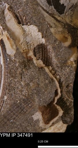 undet. Bivalvia