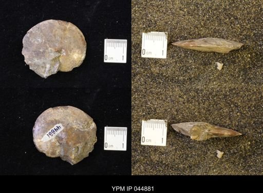 Sphenodiscus lenticularis