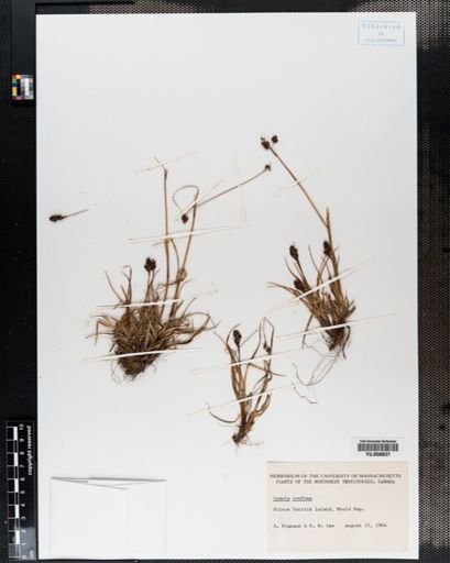 Luzula confusa