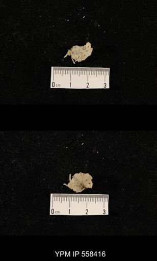 undet. Aulostegoidea
