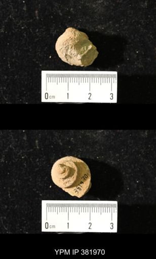 Worthenia tabulata