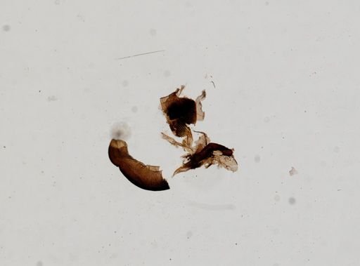 Papillifera papillaris