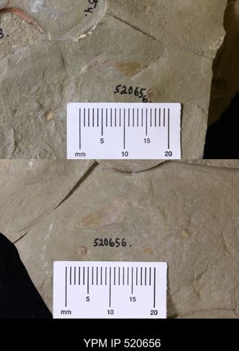undet. Bivalvia