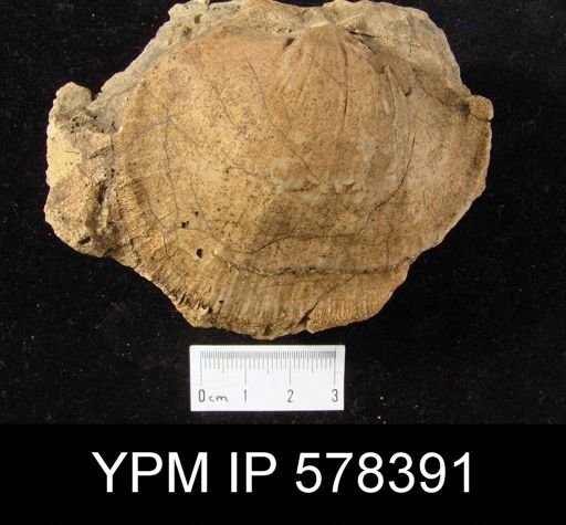 Derbya crassa