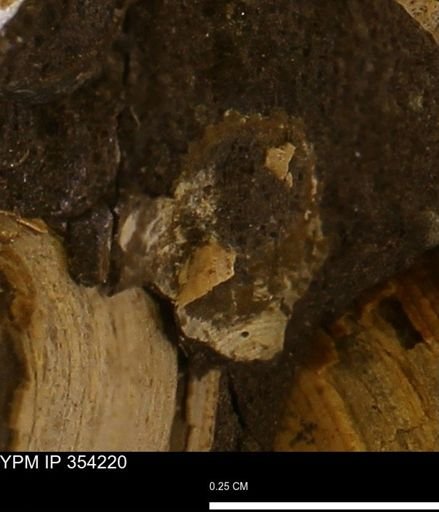 undet. Bivalvia