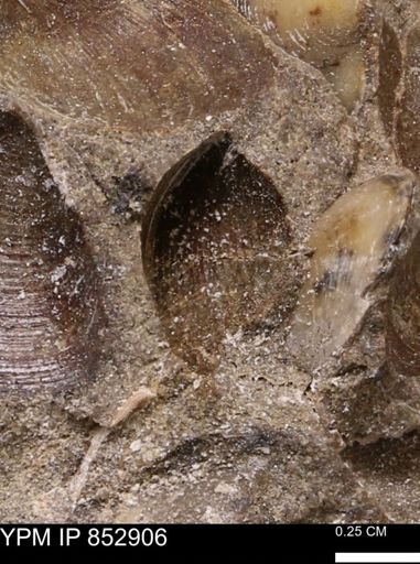 Limopsis striatopunctatus